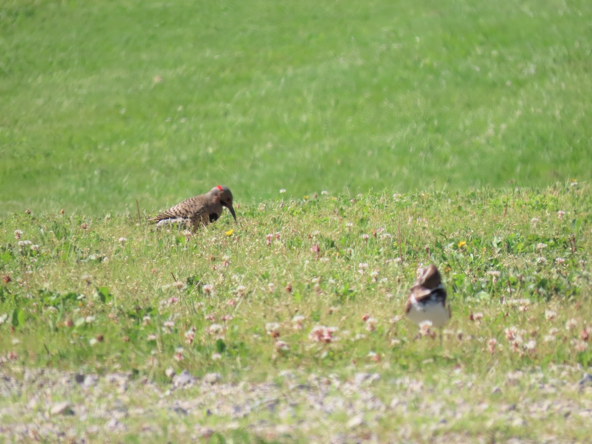Northern Flicker (Yellow-shafted) - ML242776791