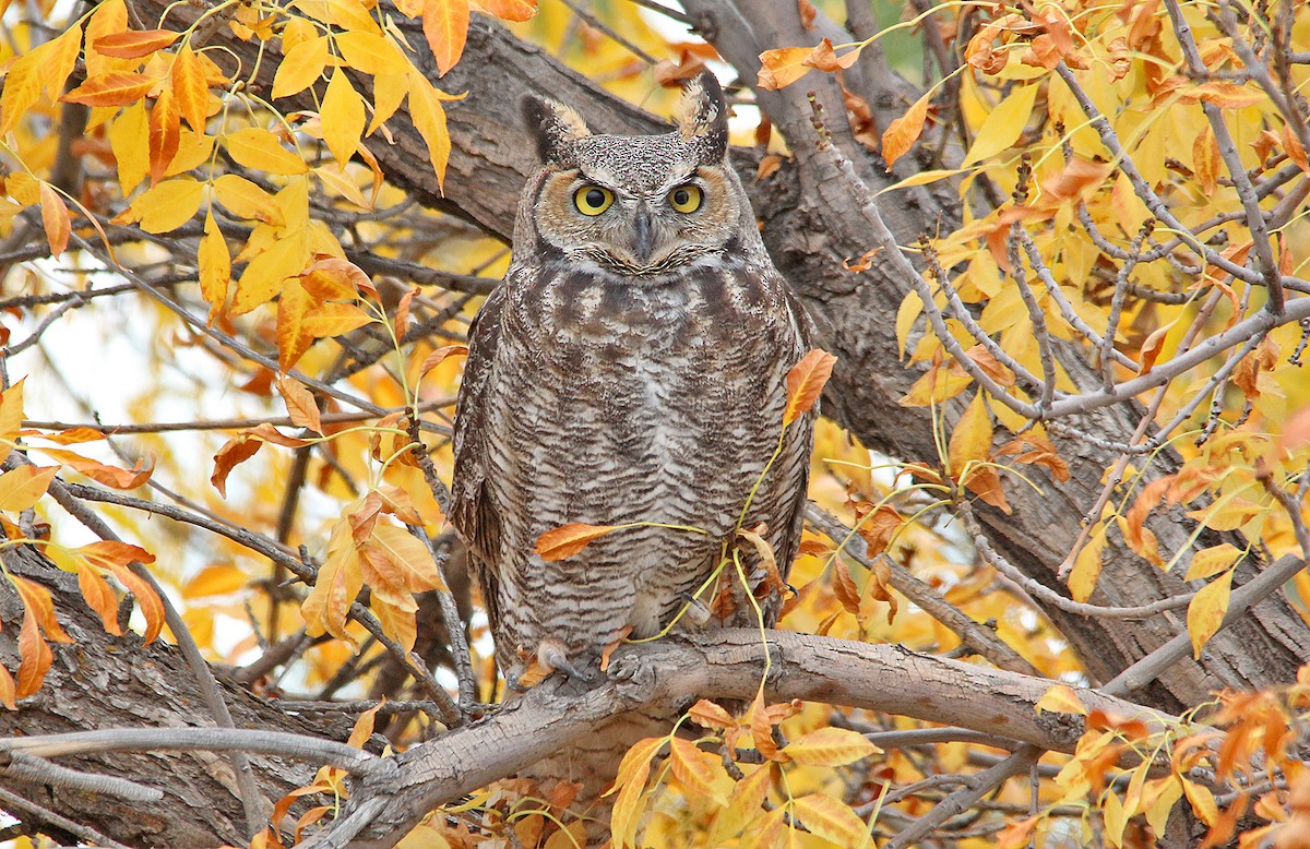 Great Horned Owl - ML242778101