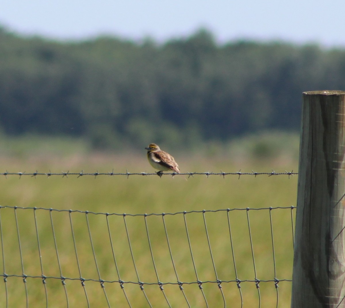 Dickcissel - ML242779371