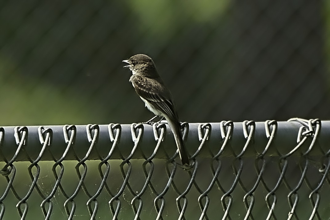 Eastern Phoebe - Howard Haysom