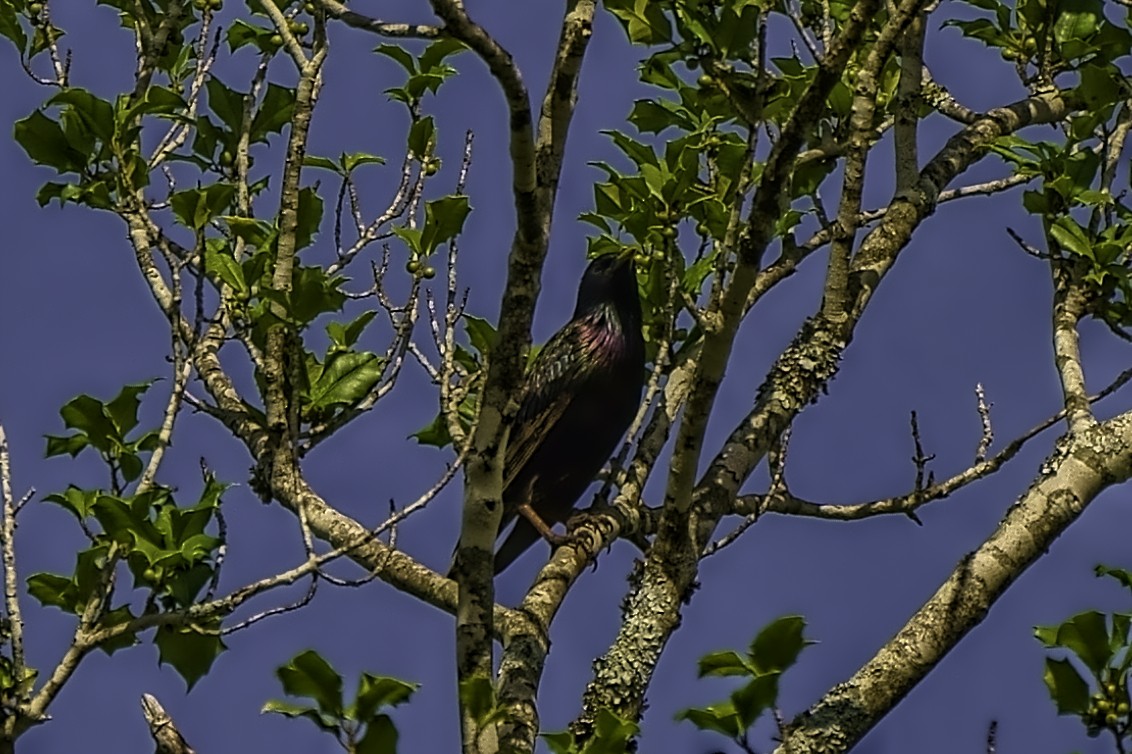 European Starling - ML242779971