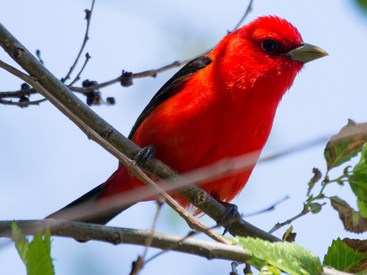 Scarlet Tanager - ML242780161