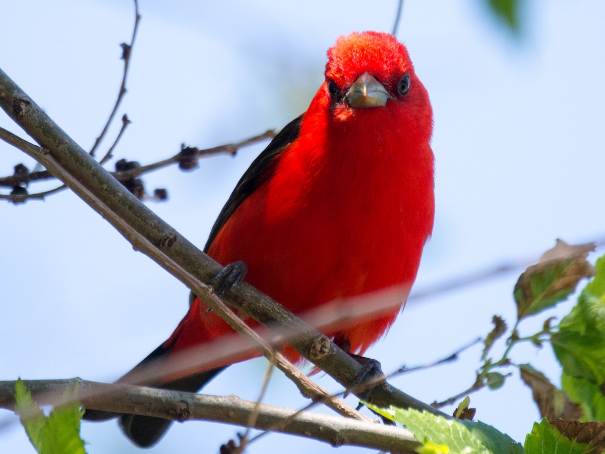 Scarlet Tanager - ML242780171