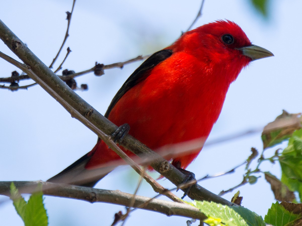 Scarlet Tanager - ML242780181