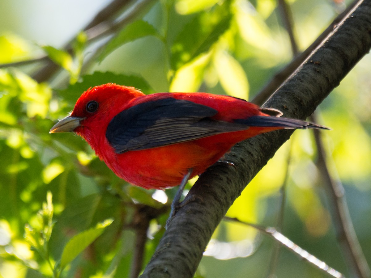 Scarlet Tanager - ML242780211