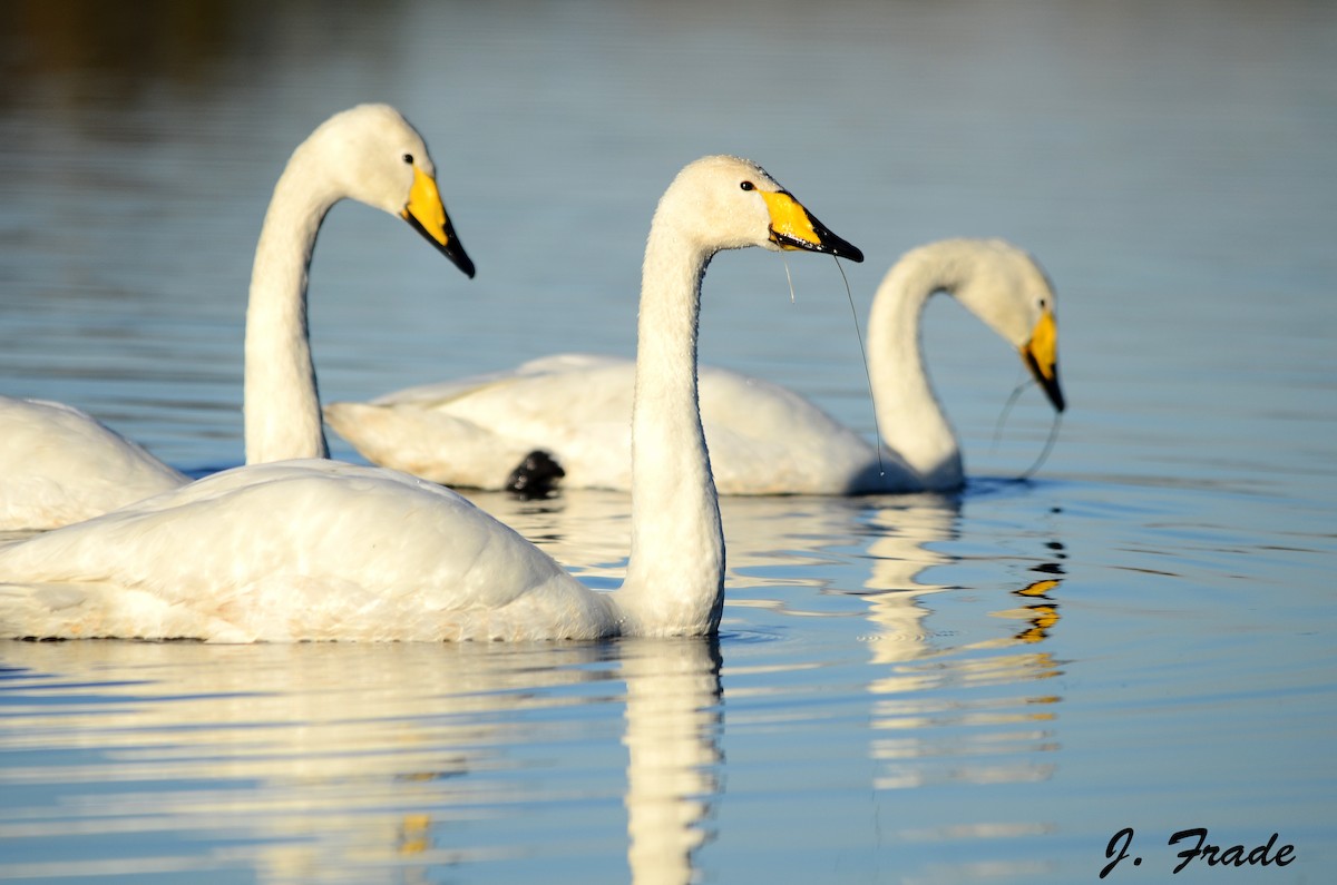 Whooper Swan - José Frade