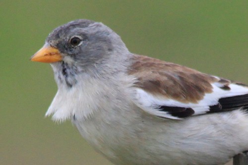 White-winged Snowfinch - ML24278071
