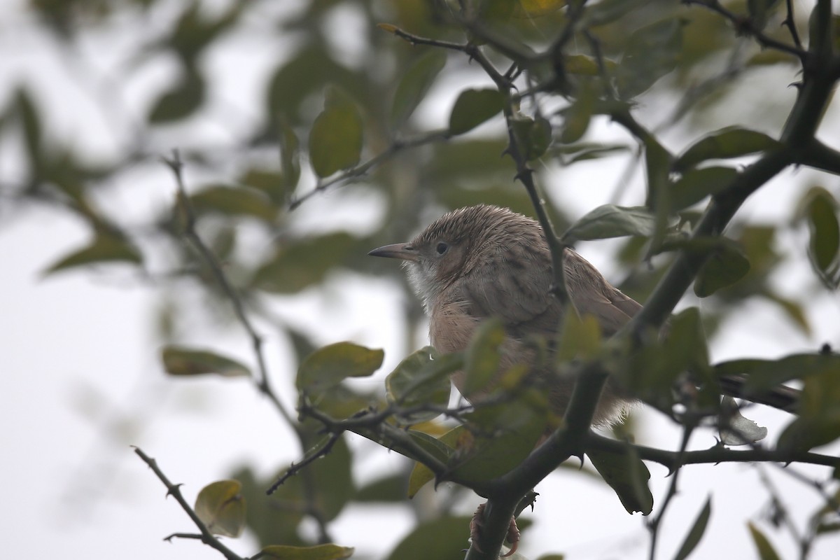 Common Babbler - ML24278181