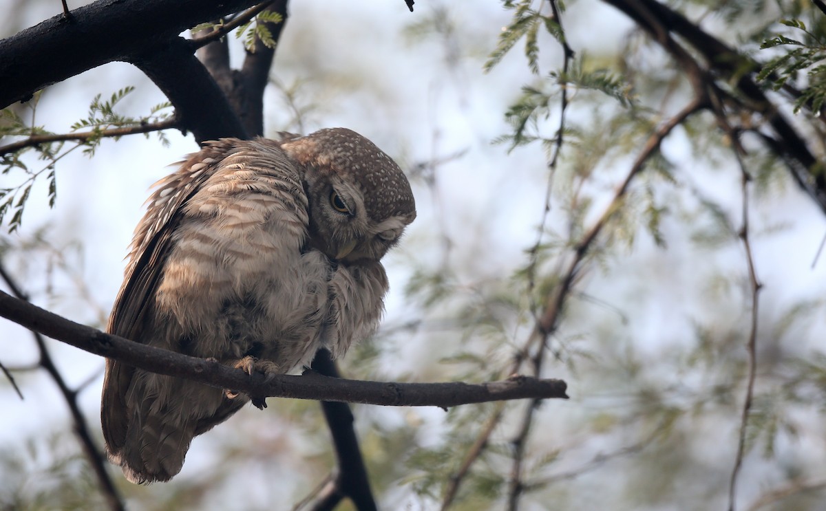 Spotted Owlet - Ting-Wei (廷維) HUNG (洪)