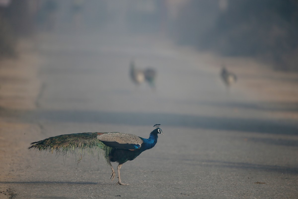 Indian Peafowl - ML24278221