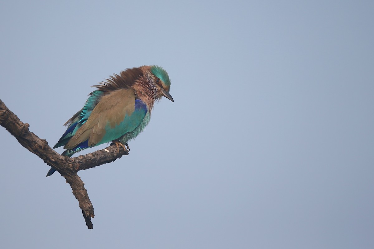 Indian Roller - ML24278231