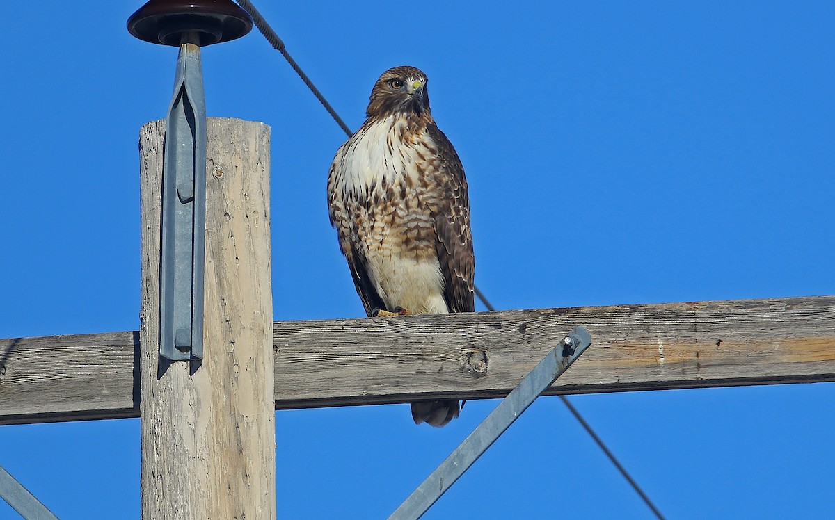 Red-tailed Hawk (calurus/alascensis) - ML242782361