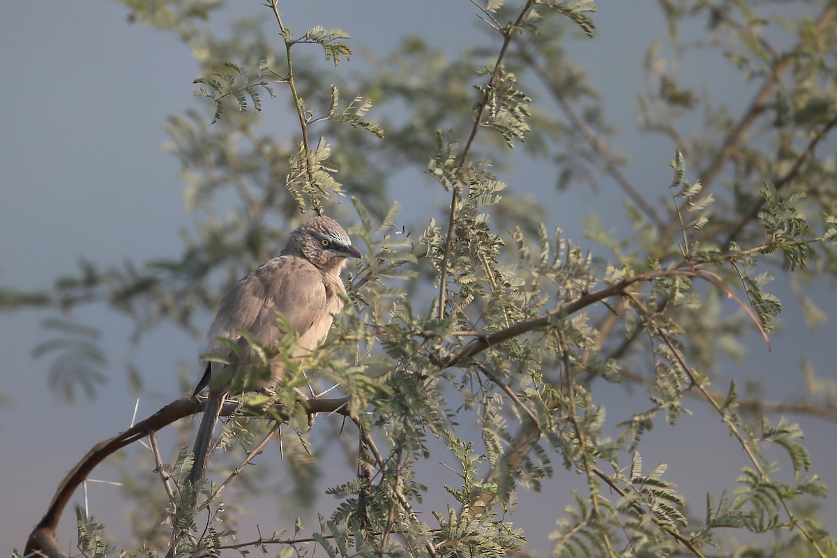 Large Gray Babbler - ML24278251