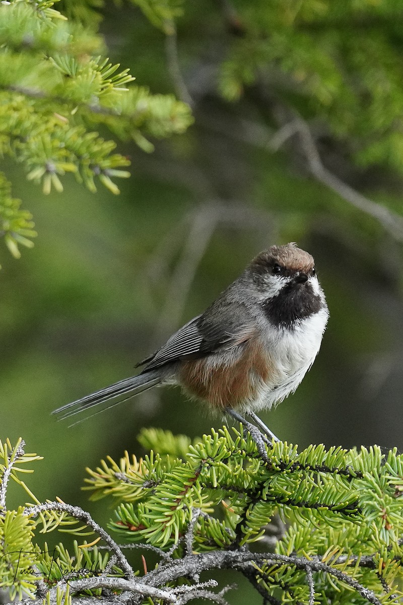 Boreal Chickadee - ML242782921