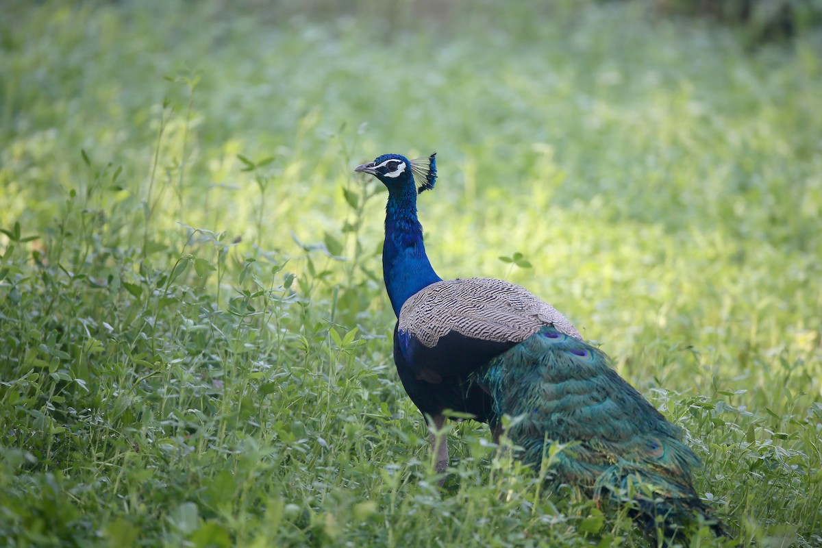 Indian Peafowl - ML24278321