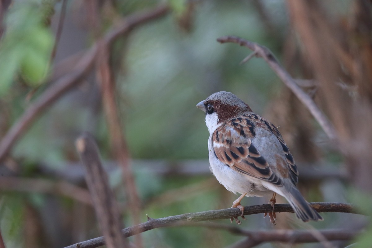 House Sparrow - ML24278351