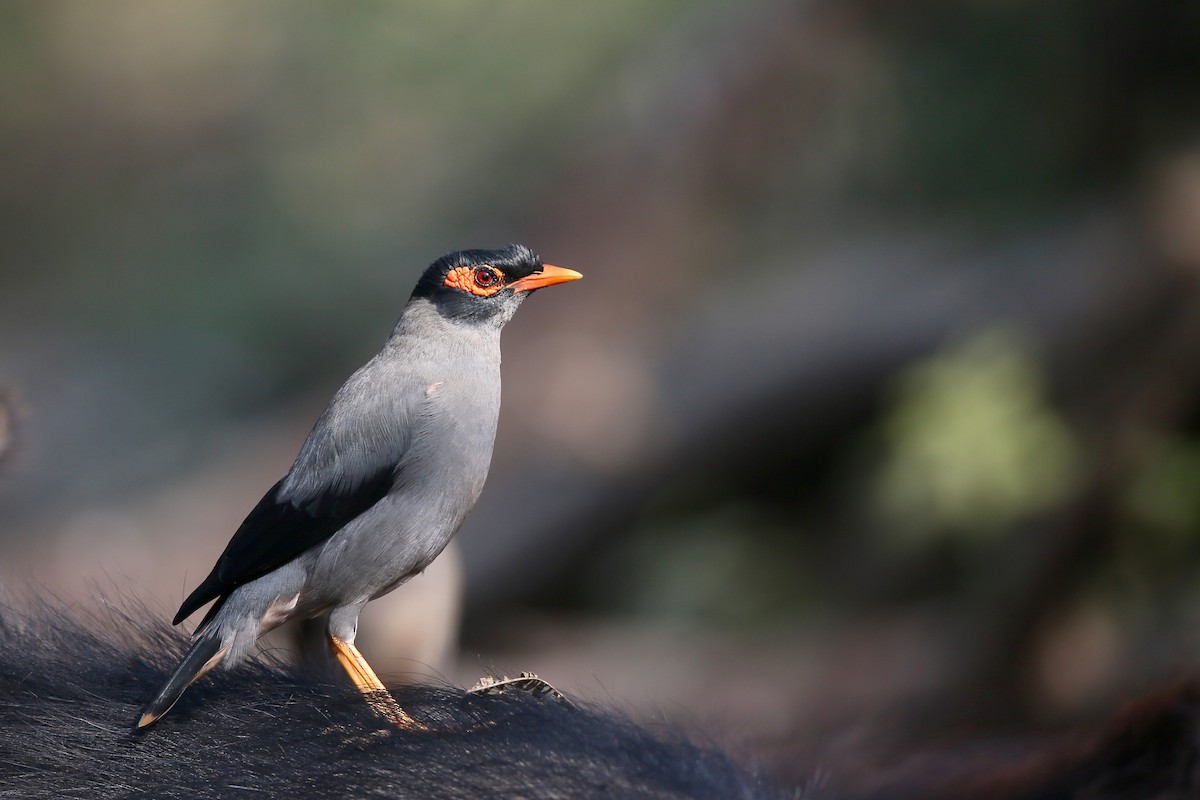 Bank Myna - Ting-Wei (廷維) HUNG (洪)