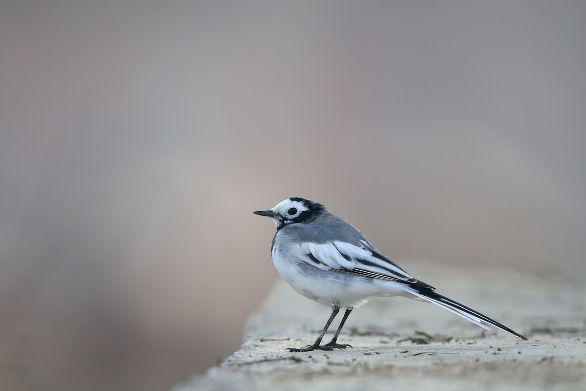 White Wagtail (Masked) - ML24278381