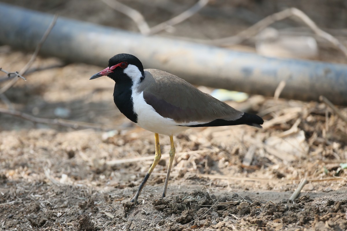 Red-wattled Lapwing - ML24278431