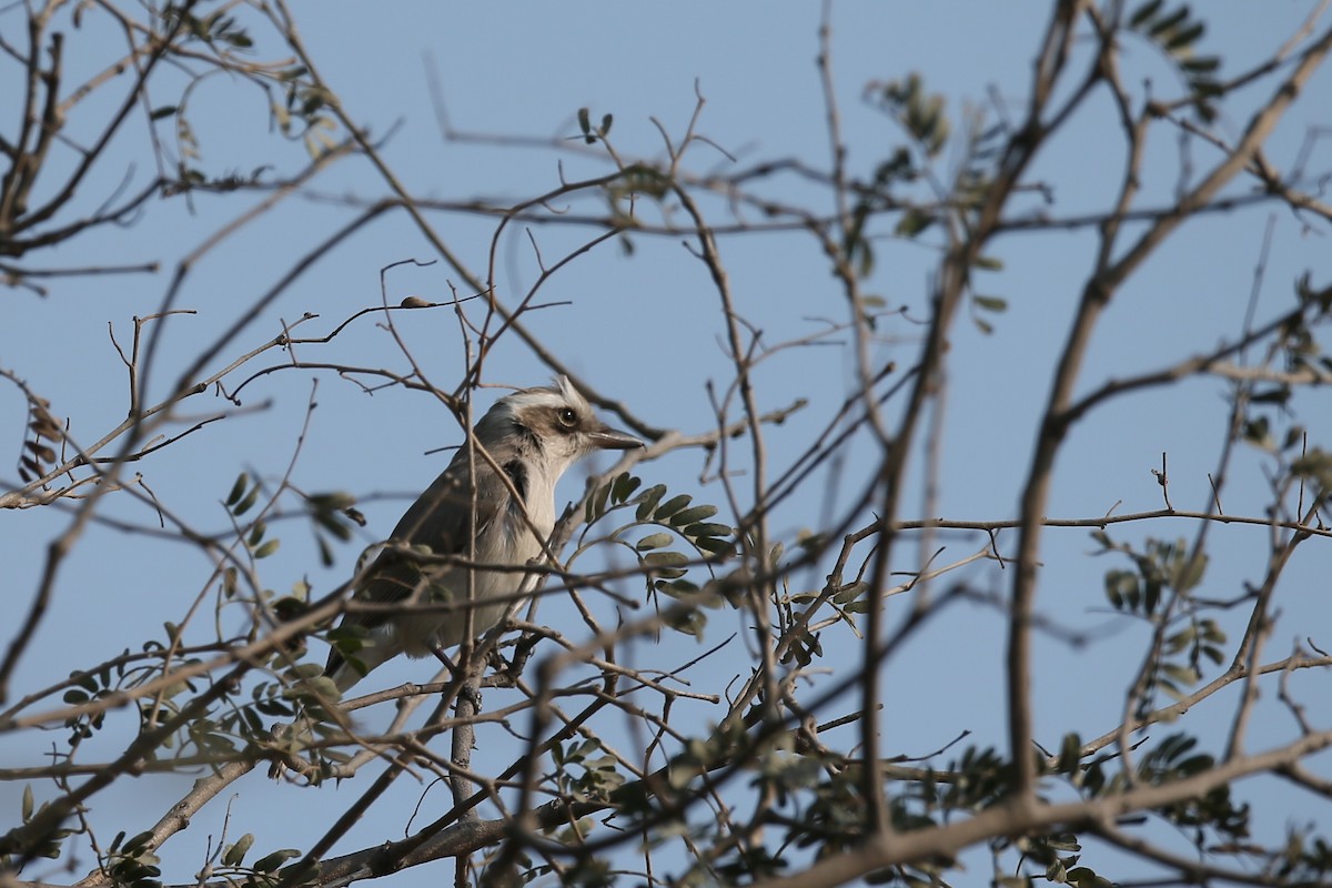 Common Woodshrike - ML24278451