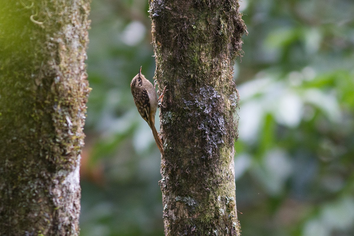 Sikkim Treecreeper - Dibyendu Ash