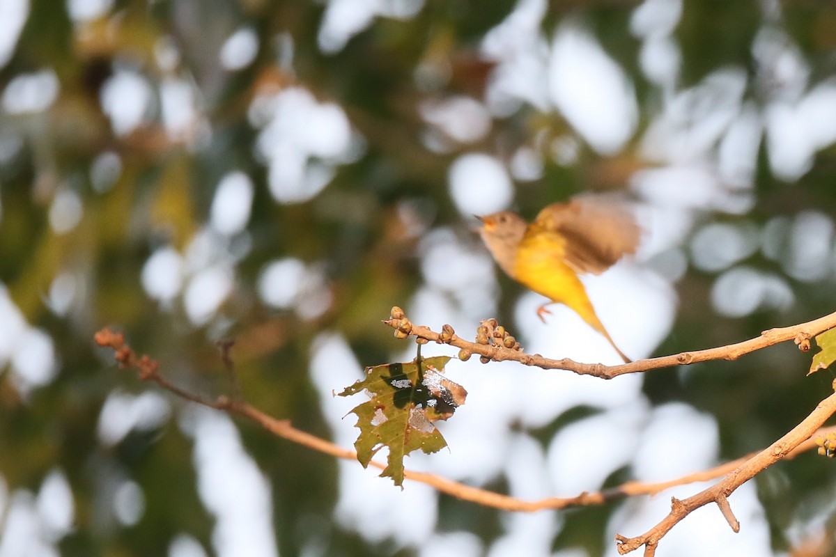 Gray-headed Canary-Flycatcher - Ting-Wei (廷維) HUNG (洪)