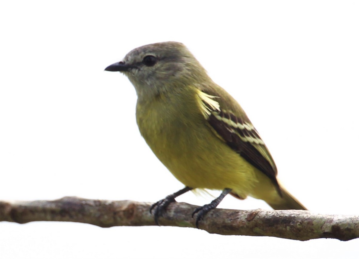 Yellow-crowned Tyrannulet - ML242786561