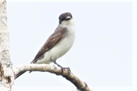 Eastern Kingbird - ML242786801