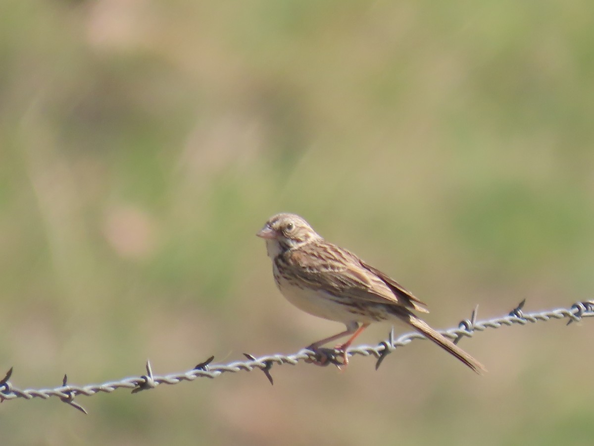 Vesper Sparrow - ML242787211