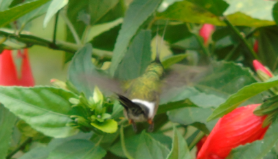 hummingbird sp. - ML242789251