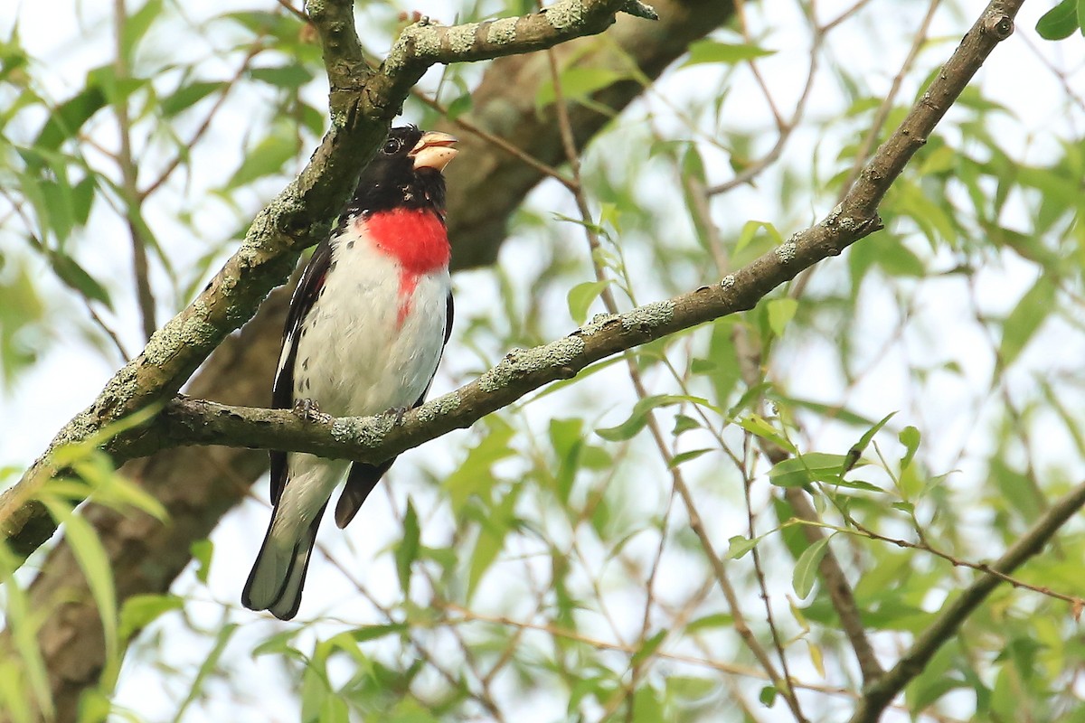 Rose-breasted Grosbeak - Tim Lenz