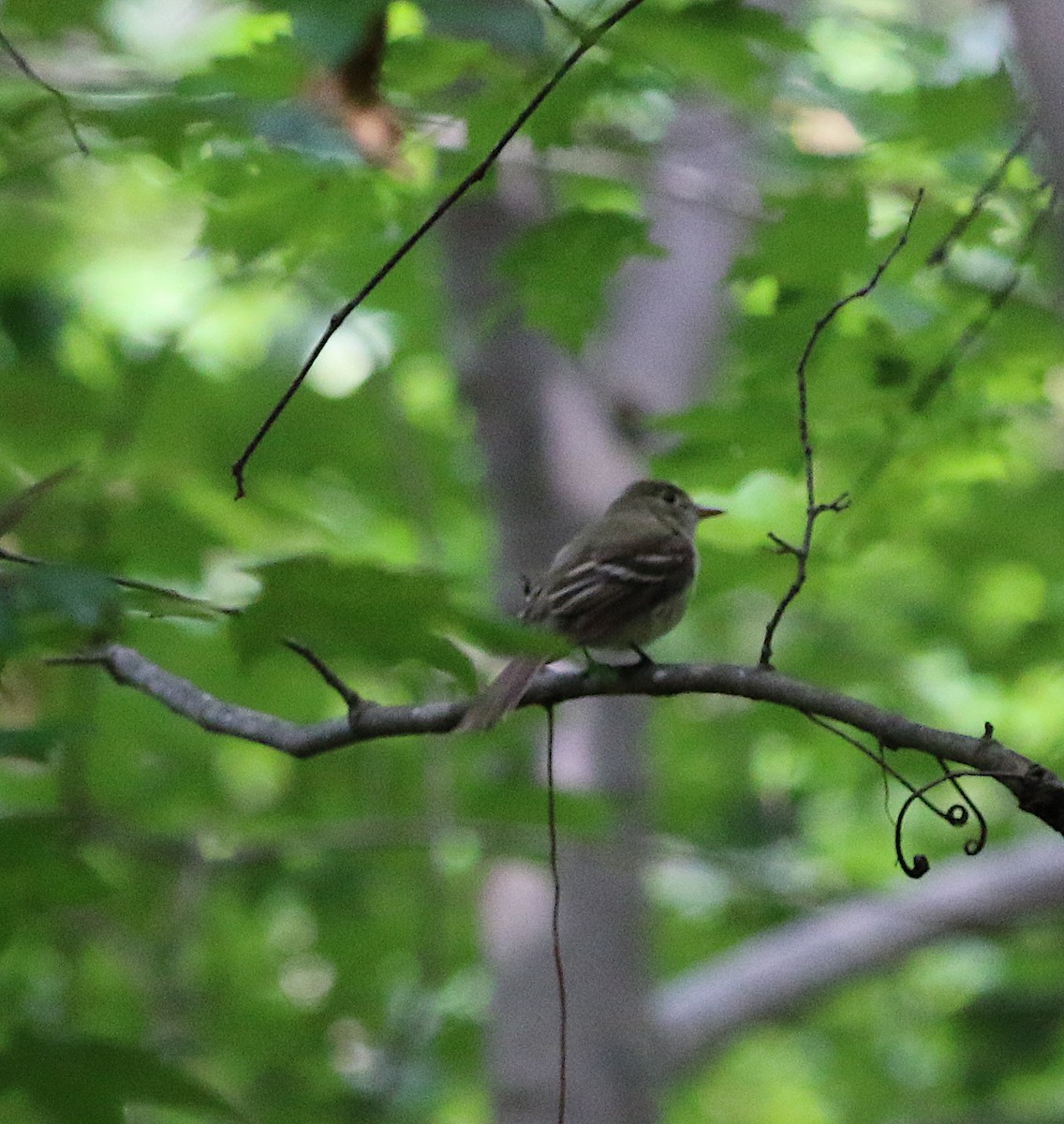 Acadian Flycatcher - ML242793751