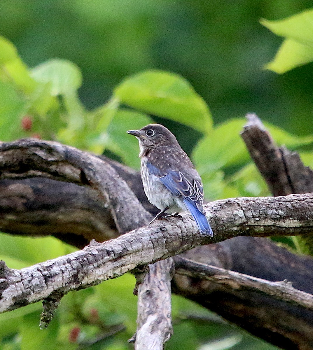 Eastern Bluebird - ML242794011