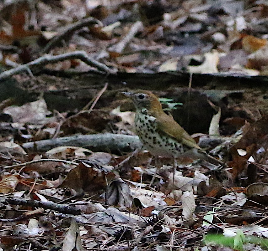 Wood Thrush - ML242794021