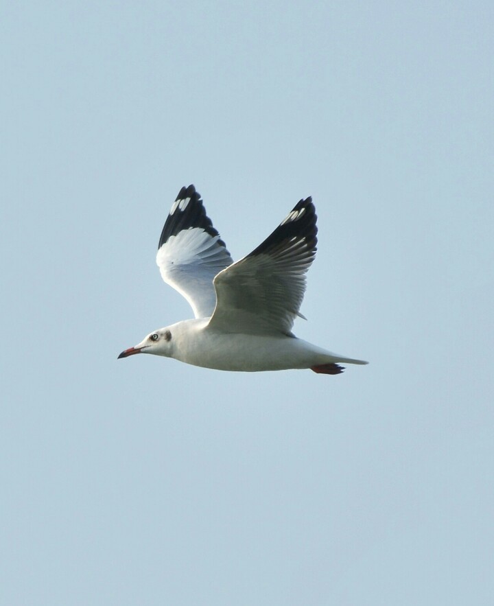 Brown-headed Gull - ML24279781