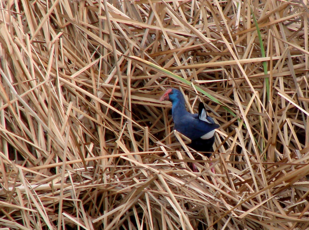 Western Swamphen - ML242799051