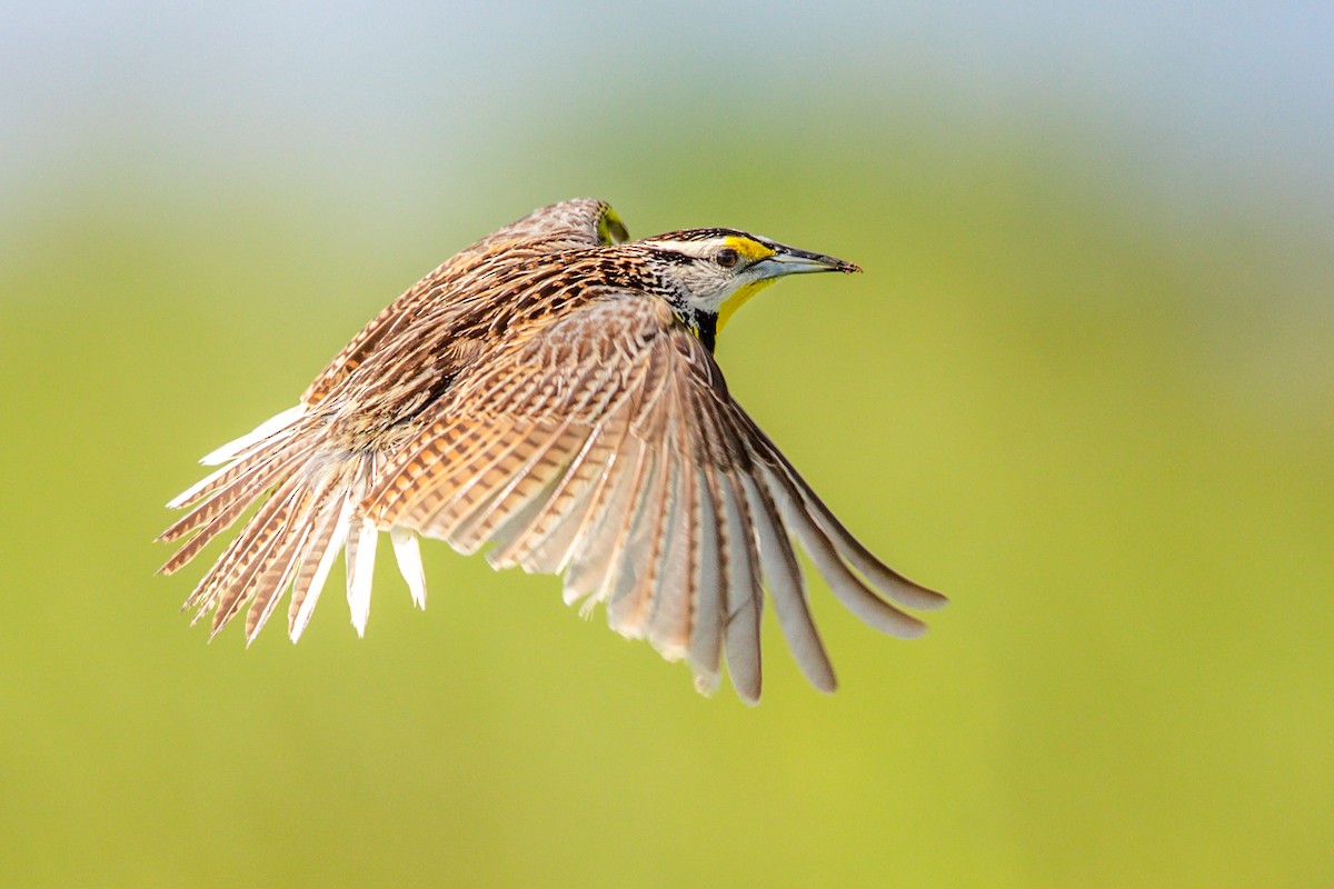 Eastern Meadowlark - Brad Imhoff