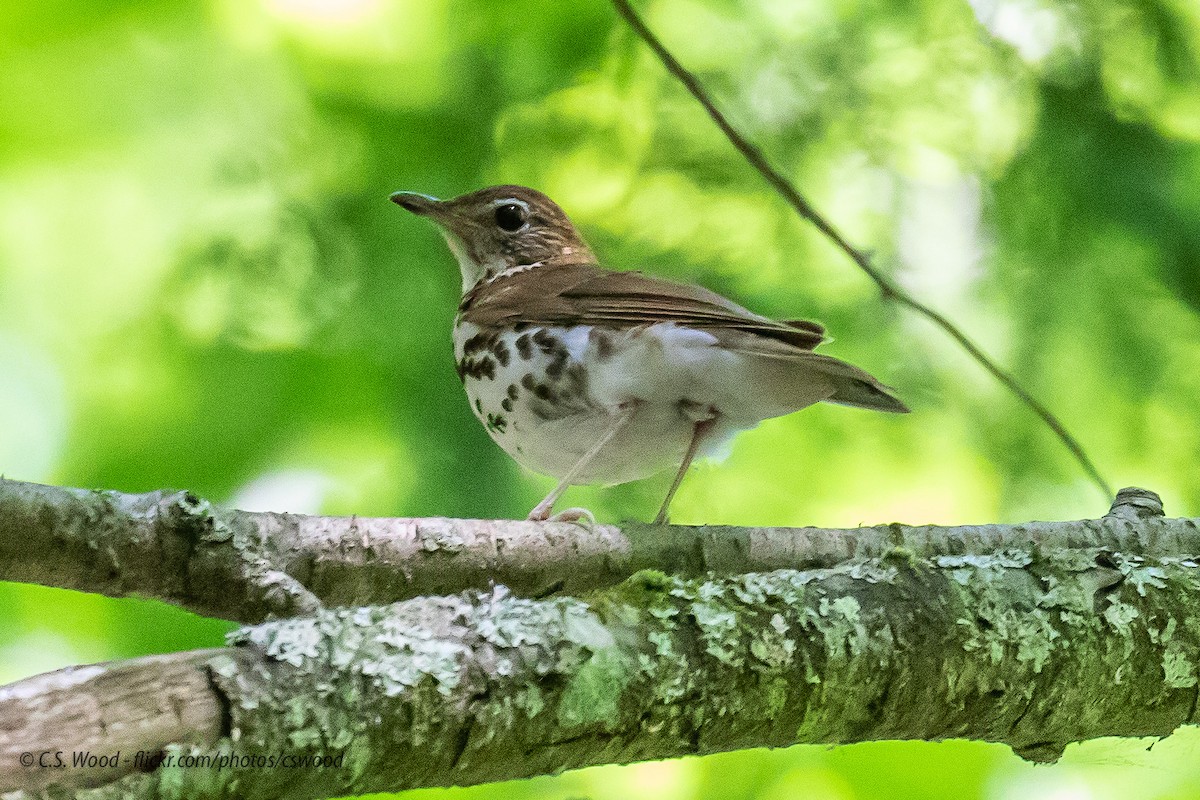 Wood Thrush - Chris S. Wood