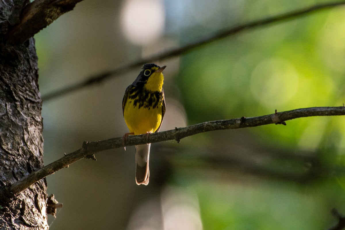 Canada Warbler - Richard Littauer