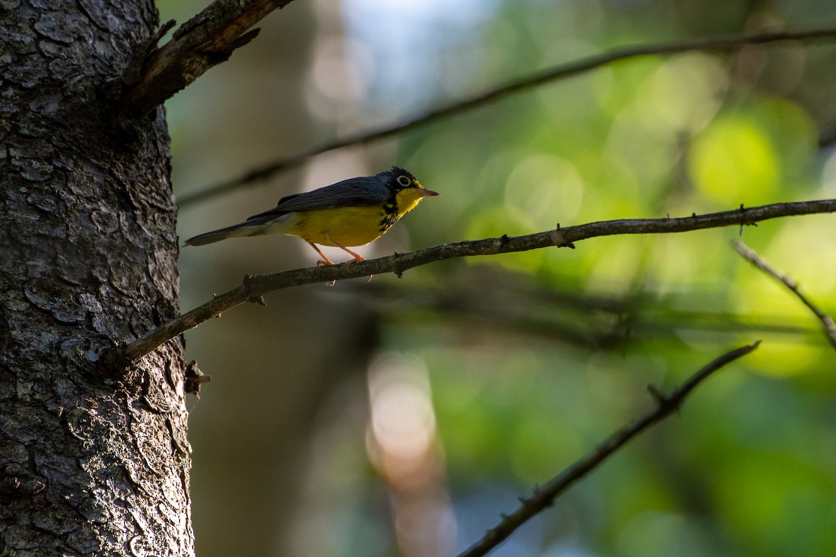 Canada Warbler - ML242800431