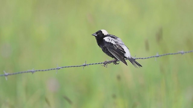 Bobolink - ML242800521