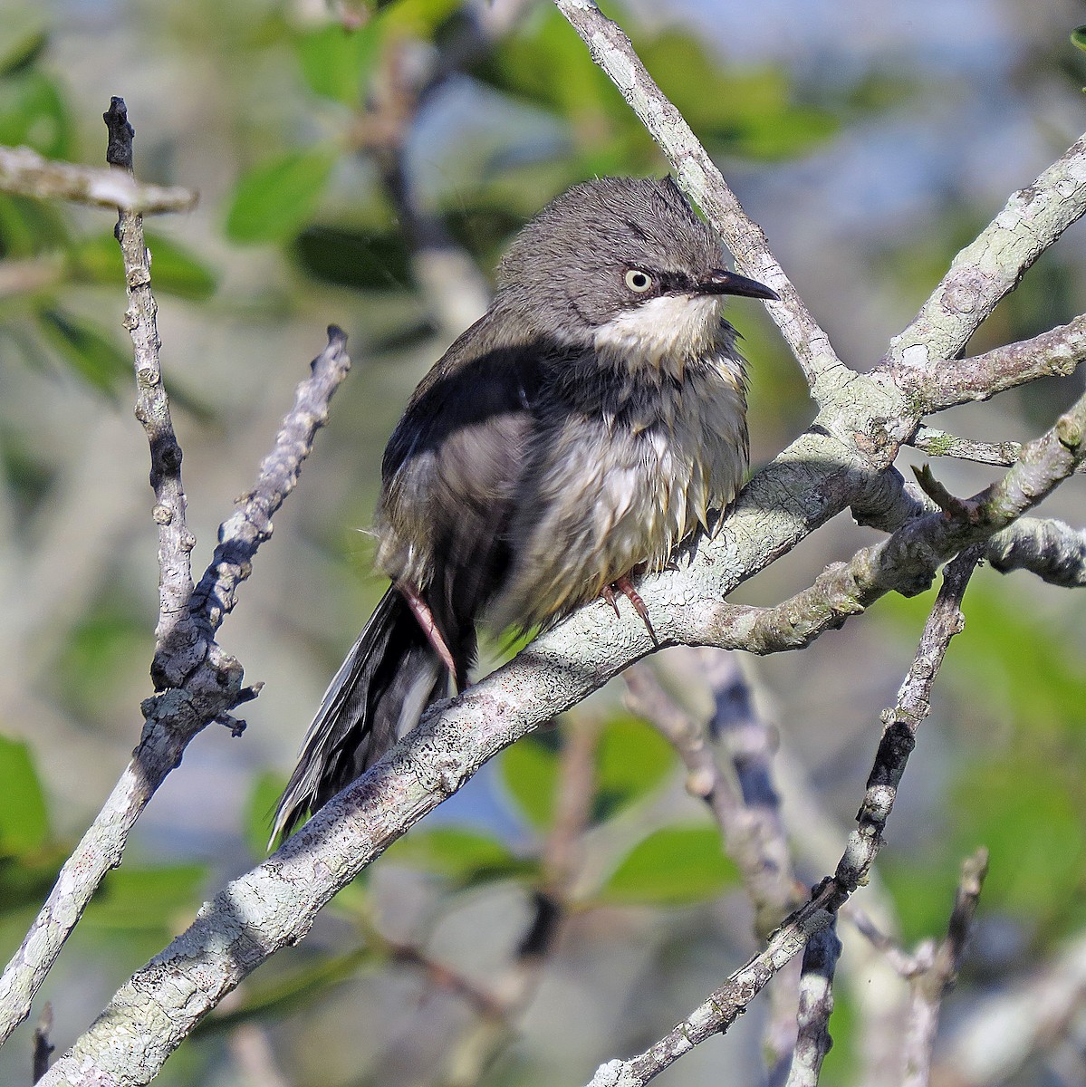 Bar-throated Apalis - ML242800551