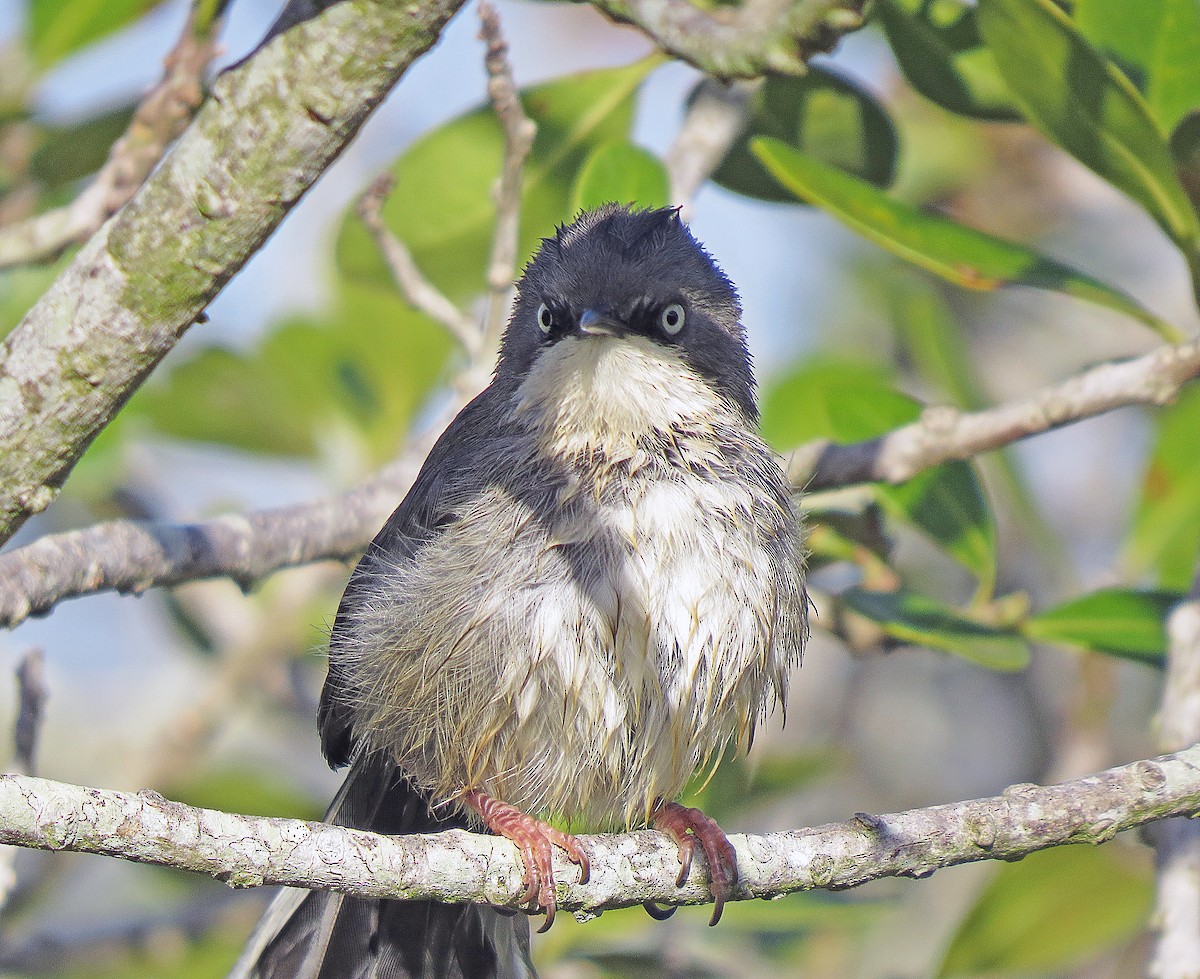 Bar-throated Apalis - ML242800591