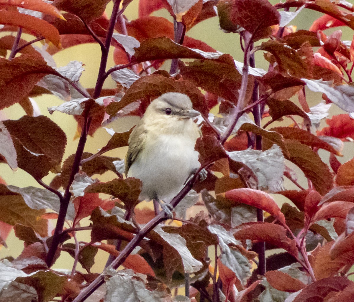 Red-eyed Vireo - ML242801311