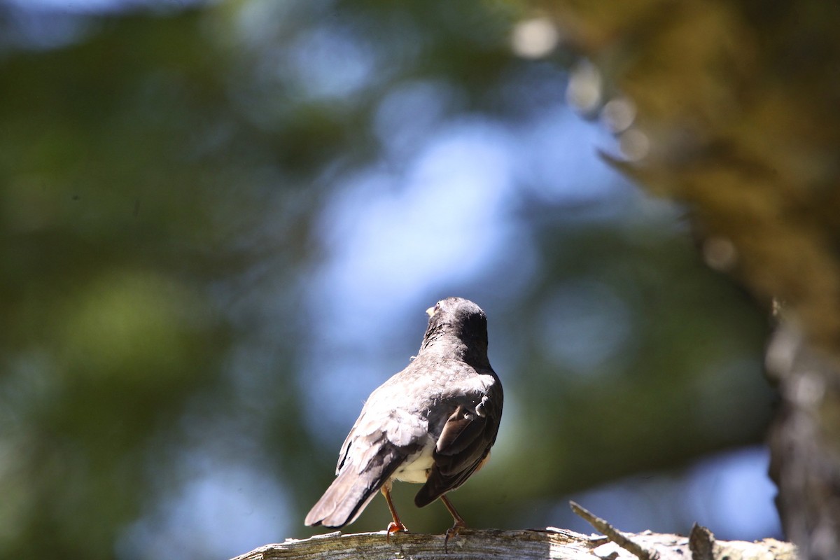 American Robin - ML242802141