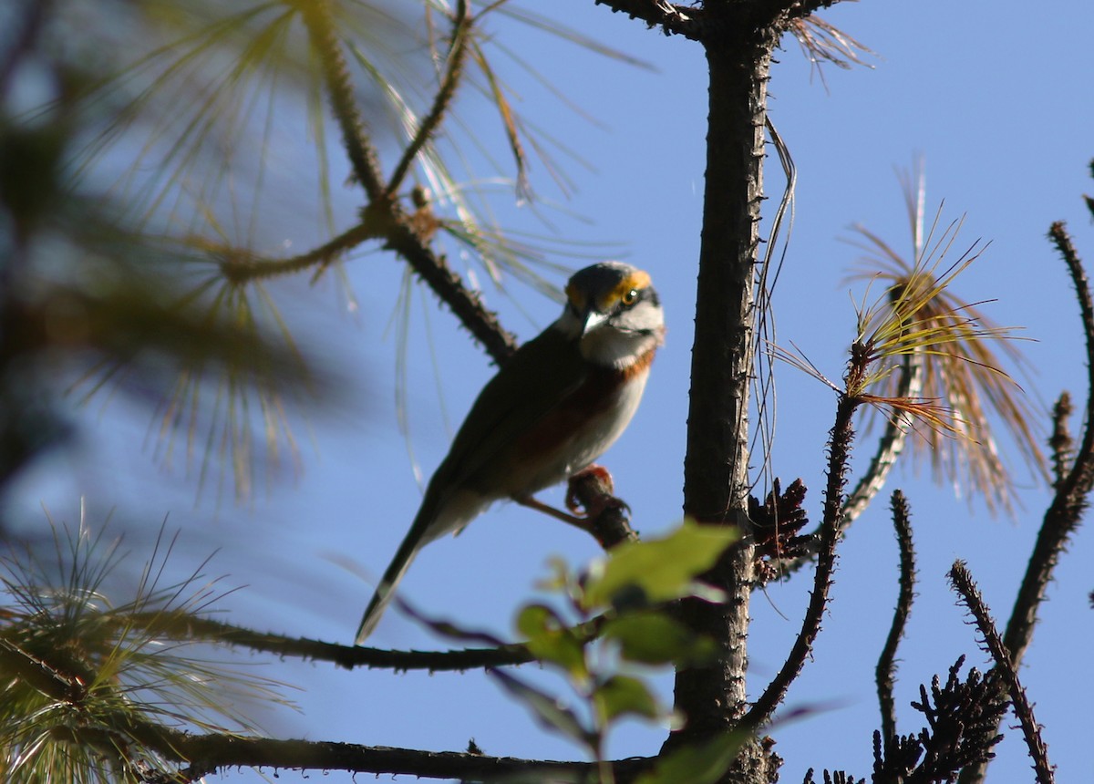 Chestnut-sided Shrike-Vireo - ML242803101