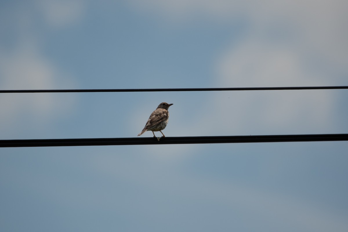 Mistle Thrush - ML242803401