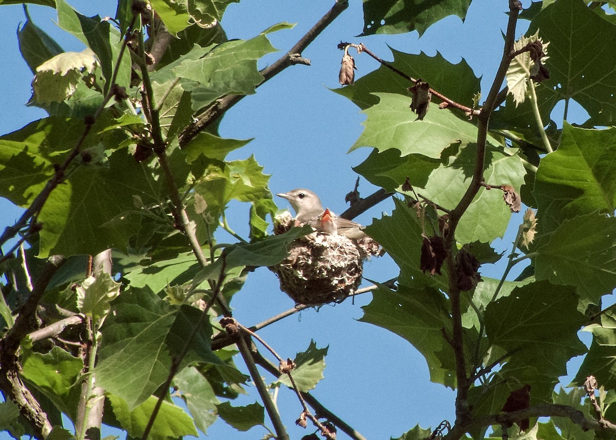 Eastern Warbling Vireo - Donald Casavecchia