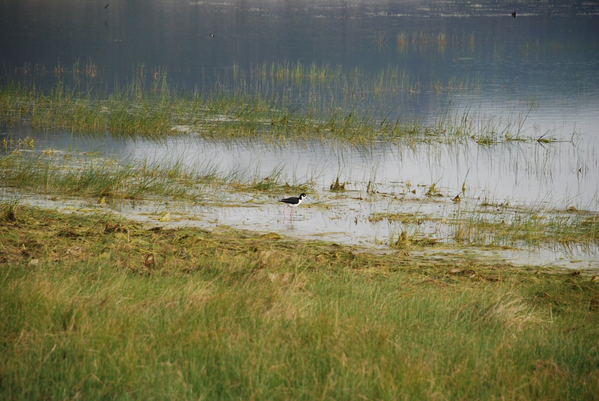 Black-necked Stilt - ML242805101