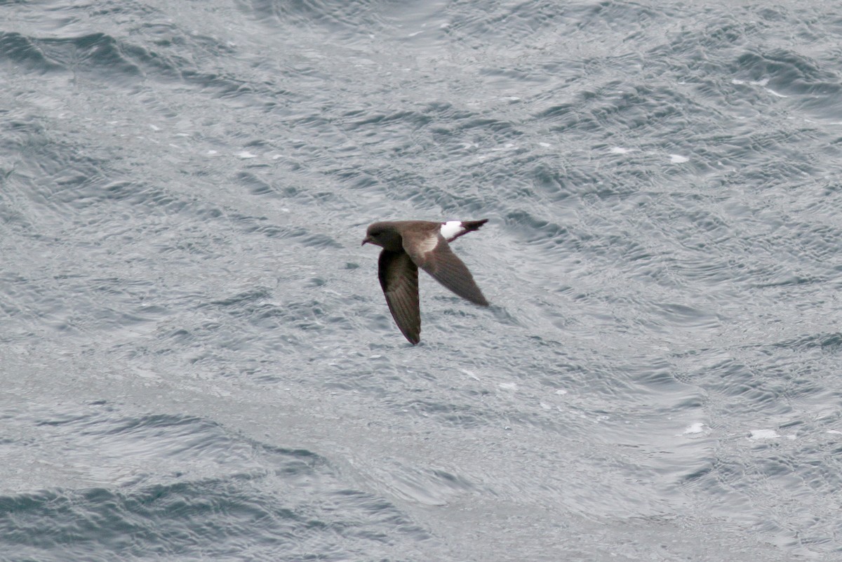 Wilson's Storm-Petrel - ML24280621